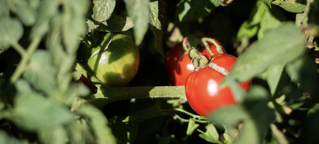 Ripe tomato on the vine