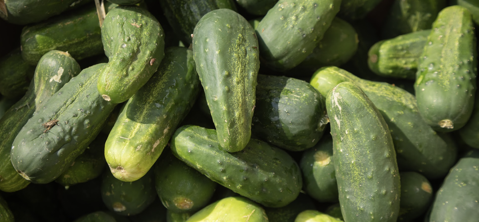 A collection of fresh green cucumbers fills the frame, showcasing their bumpy texture and vibrant color.