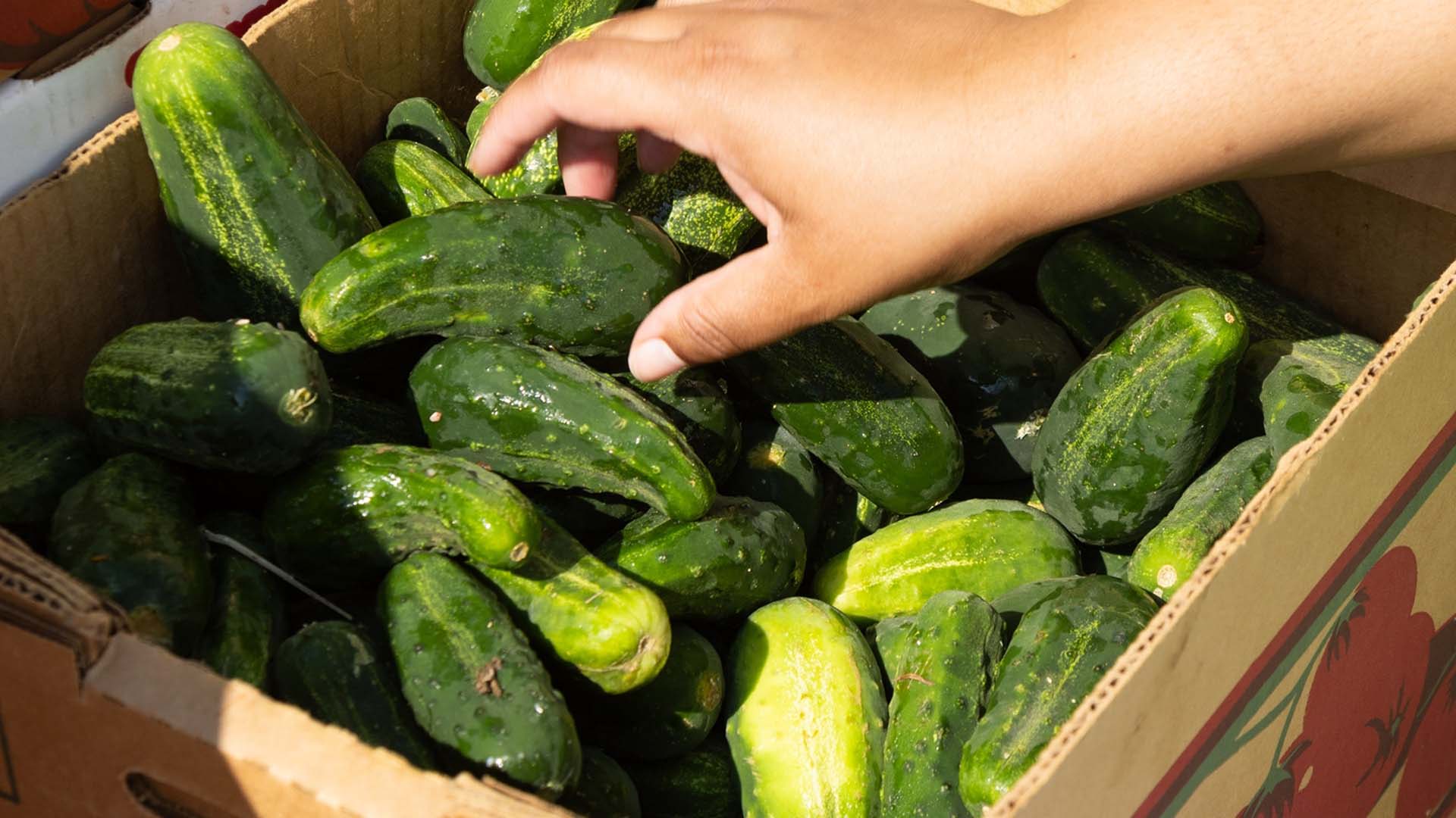 A box of produce with a hand reaching in to grab a vegetable.